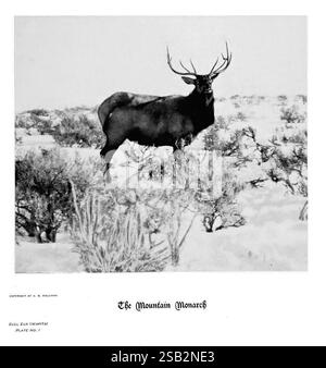 Hufe, Klauen und Geweihe der Rocky Mountains, vor der Kamera. Denver, Co. F.S. Thayer, 1894. Tiere, malerische Werke, Ein majestätischer Hirsch steht stolz inmitten einer zerklüfteten Landschaft mit beeindruckenden Geweihen, die hoch über seinem Kopf ragen. Umgeben von karger Vegetation und schneebedecktem Gelände verkörpert die Kreatur den Geist der Wildnis. Unter dem Bild ist der Titel „der Bergmonarch“ elegant dargestellt, was die Bedeutung dieses königlichen Tieres in seinem natürlichen Lebensraum andeutet. Diese Szene zeigt die Schönheit und Anmut der Tierwelt in Bergregionen. Stockfoto