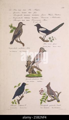 Skandinaviens Fugle Kjøbenhavn L. A. Jørgensen 1875-1879 Vögel Dänemark Island Grönland Skandinavien Bombycilla garrulus Sturnus vulgaris Pica pica Garrulus glandarius gemeiner Starling Eurasischer Jay Nucifraga caryocatactes Eurasischer Nussknacker Böhmischer Wachsflügel gefleckter Nussknacker, die Illustration zeigt eine Sammlung von fünf verschiedenen Vogelarten, jede mit akribie fürs Detail. Jeder Vogel steht auf einem Zweig oder vor einem einfachen Hintergrund und zeigt seine einzigartigen Eigenschaften. 1. Der Vogel oben links ist ein gefleckter Specht, der mit einem komplizierten Muster auf seiner Fee dargestellt ist Stockfoto