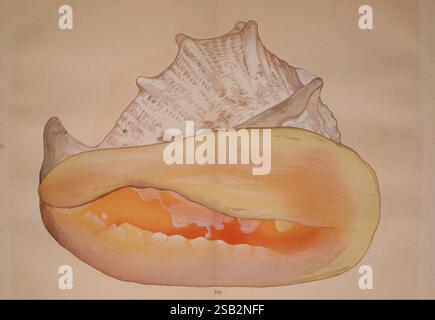 Kaisenshu Kyoto Yamada Naozoburo 1914-1915 Kataloge Sammlungen Japan Mollusken Bildwerke Muscheln Gehörnter Helm Cassis cornuta Cassis cornuta Taxonomie: Family= Cassidae Taxonomie: Class= Gastropoda Gastropoda Yoichiro Hirase Seeschnecken Helmschalen, die Illustration zeigt eine große, aufwendig strukturierte Schale, die eine leuchtende gelb-orange Innenfläche zeigt, die einen Kontrast zu den gedämpften Töne der Außentöne bildet. Das Äußere der Schale zeigt eine Mischung aus glatten Kurven und zerklüfteten Graten, die ihre natürliche Schönheit und Einzigartigkeit betonen. Er steht an prominenter Stelle und hebt das zarte hervor Stockfoto