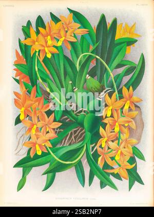 Lindenia, Gand [Belgien], Impr. F. Meyer-van Loo, 1885-1906, Klassifizierung, Reiseführer, Identifizierung, Nomenklatur, populäre Nomenklatur, Orchidaceae, Orchideen, Bildwerke, Terminologie, Ein lebendiges Arrangement von Ephemerum vitellinum Orchideen zeigt ihre markanten Orangenblüten, die jedes Blütenblatt zart geformt und anmutig entfalten. Die Komposition besteht aus üppig grünen Blättern, die einen reichen Kontrast zu den hellen Blüten bieten, und Anklänge strukturierter Wurzeln, die durch das Laub hindurchragen. Das Gesamtdesign unterstreicht die Schönheit und Komplexität dieser Orchideenart und hebt die Natur hervor Stockfoto
