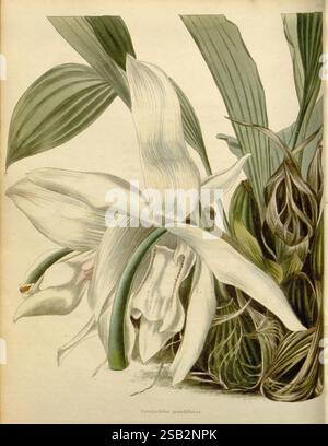 Im botanischen Kabinett London John Arthur Arch 1817–1833 zeigt Eine wunderschön illustrierte Orchidee ihre auffälligen, zarten Blütenblätter in einer anmutigen Blüte. Die Blüte, die sich durch ihre lange Form und sanfte Kurven auszeichnet, zeigt komplizierte Details in ihrer Struktur. Die Blüte wird von üppig grünen Blättern umgeben, die ihre Eleganz ergänzen, während die reichhaltigen Texturen und Farbvariationen die Gesamtkomposition verbessern. Diese fesselnde botanische Darstellung unterstreicht die natürliche Schönheit und Komplexität der Orchideenarten. Stockfoto
