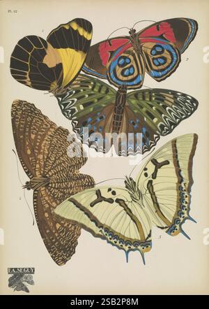 Papillons, Paris, Tolmer [ca. 1925], Schmetterlinge, Insekten, Arthropoden, schmetterlinge, Bildwerke, Dekoration und Ornamente, Tierformen, Delias neagra, Elymnias malelas, Dichorragia nesimachus, Catagramma kolyma, Eulepis eudamippus, Arthropod, Eine lebendige Komposition mit fünf verschiedenen Schmetterlingsarten, die jeweils ihre einzigartigen Muster und Farben zeigen. Der Schmetterling oben links zeigt auffällige gelbe und schwarze Flügel, während der obere rechte einen kräftigen blauen Hintergrund mit roten und weißen Markierungen aufweist. Unten links fängt ein üppig strukturierter brauner Schmetterling das Auge mit faszinierender Wirkung ein Stockfoto