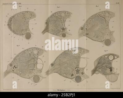 Zeitschrift für wissenschaftliche Zoologie, Leipzig, Wilhelm Engelmann, 1849-, Anatomie, Vergleichende, Bibliographie, Periodika, Zoologie, Museum of Comparative Zoology, die Illustration zeigt eine Reihe detaillierter anatomischer Diagramme, die die verschiedenen Stadien der Entwicklung eines biologischen Exemplars darstellen. Jede Figur ist sorgfältig mit Verweisen auf verschiedene Strukturen und Merkmale versehen, die Elemente wie die Zellmembran und die inneren Organellen anzeigen. Die Figuren sind systematisch organisiert und bieten einen klaren visuellen Verlauf, der die Komplexität der zellulären Organisation unterstreicht. Die Stockfoto