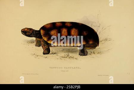 Schildkröten, Terrapins, Schildkröten, London, Paris, Frankfort, H. Sotheran, J. Baer & Co, 1872, Schildkröten, Terrapin, Testudinidae, Pictorial Works, Chelonoidis denticulata, Eine wunderschön illustrierte Schildkröte mit ihrem charakteristischen sechseckigen Schalenmuster, das sich durch satte Braun- und dezente Farbtöne auszeichnet. Die Schildkröte, gekennzeichnet als „Testudo tabulata“, ist im Profil dargestellt und hebt ihre robuste Form und ihre strukturierte Haut hervor. Die Kreatur umgibt eine minimalistische natürliche Umgebung mit schwachen Konturen der Vegetation, die den Fokus auf die detaillierte Anatomie und Färbung dieses faszinierenden Reptils verstärkt. Die Sci Stockfoto