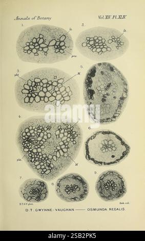 Annals of Botany London Botany Periodicals Plants, eine illustrierte Studie zur Pflanzenanatomie, die in der Veröffentlichung „Annals of Botany“ vorgestellt wird. Das Bild zeigt verschiedene Querschnittsansichten einer Farnart, insbesondere Osmunda regalis. Jeder Abschnitt ist nummeriert und hebt die komplexen Zellstrukturen hervor, einschließlich der Anordnung von Gefäß- und Grundgewebe, zusammen mit wichtigen markierten Teilen wie Phloem (phl), Xylem (xyl) und Mesophyll (M). Die detaillierten Renderings bieten Einblicke in die interne Organisation der Anlage, die für das Verständnis ihrer biologischen Funktionen und Eigenschaften unerlässlich ist Stockfoto