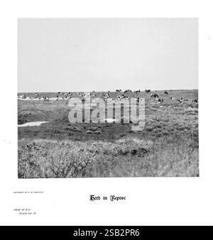 Hufe, Klauen, Geweihe, aus den Rocky Mountains, vor der Kamera, Denver, Co. F.S. Thayer, 1894, Tiere, Bildwerke, Eine riesige Fläche von offenem Land, gespickt mit einer großen Herde von Weidetieren. Die Szene fängt die Ruhe der Natur ein und die Tiere ernähren sich friedlich von der Vegetation. Im Vordergrund bilden Grasflecken und karges Laub eine strukturierte Landschaft, während der Hintergrund in einen fernen Horizont übergeht. Das Bild weckt ein Gefühl der Ruhe und die Schönheit der unberührten Wildnis und unterstreicht die harmonische Beziehung zwischen Wildtieren und ihrem natürlichen Lebensraum. Der Titel „Er Stockfoto
