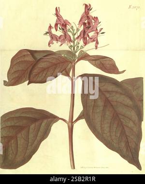 Curtis's Botanical Magazine London New York Botanical Illustration Botanical Periodicals Pictorial Works Plants Ornamental Justicia Picta Lurido sanguinea Justicia Picta Graptophyllum Pictum Taxonomy: Family= Acanthaceae New Guinea Curtis, diese Illustration zeigt eine detaillierte Darstellung einer blühenden Pflanze mit langen, ovalen Blättern, die markante Adern zeigen. Der Stiel ist aufrecht und zeigt Gruppen von zarten, röhrenförmigen Blüten, die überwiegend rosa sind, was der Komposition einen lebendigen Touch verleiht. Die Blätter sind breit und tiefgrün, was einen auffälligen Kontrast zum Blümchen schafft Stockfoto