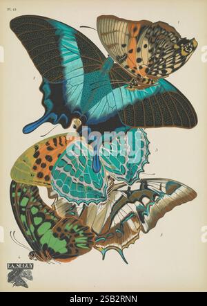 Papillons, Paris, Tolmer [ca. 1925], Tierformen, Schmetterlinge, Dekoration und Ornamente, Bildwerke, Insekten, schmetterlinge, Charaxes zingha, Papilio blumei, Argynnis childrenae, Papilio tyndereus, Charaxes cognatus, Arthropoda, Arthropod, HSA, Eine beeindruckende Sammlung von Schmetterlingsillustrationen, die eine Vielzahl von Arten zeigen. Die Schmetterlinge zeigen eine lebendige Auswahl an Farben und komplizierten Mustern auf ihren Flügeln, die die natürliche Schönheit und Vielfalt dieser Insekten hervorheben. Auffällige Blau- und Grüntöne sowie orangefarbene, schwarze und gelbe Markierungen sorgen für ein fesselndes Vis Stockfoto