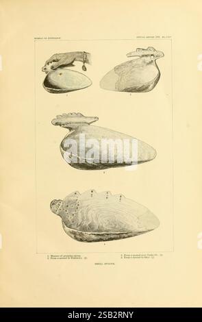 Art in Shell der Antiker Amerikaner, Washington, Govt. Print, 1883, Antiquitäten, indische Kunst, Indianer, Muscheln in der Kunst, viele Hüte von Holmes, Unio ovatus, Lamellidens liuovatus, Unio alatus, Potamilus alatus, Kate Clifton Osgood, Kate Clifton Osgood Holmes, Kate Clifton Holmes, Kate Osgood Holmes, Kate Clifton Osgood, Frauen in Wissenschaft, diese Abbildung zeigt eine detaillierte Untersuchung verschiedener Muschelproben, die ihre einzigartigen Formen und Strukturen zeigen. Der obere linke Abschnitt zeigt eine Schale mit komplizierten Markierungen und einem eindeutigen Profil mit der Bezeichnung „Modell von Pecten“. Daneben eine weitere Hülle Stockfoto