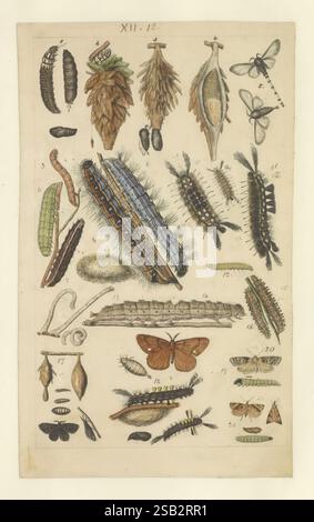 Lepidoptera, Manuskript, zwischen 1873 und 1883?, lepidoptera, Lebenszyklen, Manuskripte, Bildwerke, Insekten, Schmetterlinge, eine lehrreiche Illustration mit einer Vielzahl von Insekten und ihren Lebensstadien, einschließlich Raupen, Falter und Libellen. Die Komposition ist systematisch angeordnet und zeigt verschiedene Arten und Formen, wie Larven und Puppen, neben ihren adulten Gegenstücken. Detaillierte Etiketten geben für jede Probe spezifische Nummern an und bieten eine Orientierungshilfe für die Identifizierung. Die Feinheiten ihrer Anatomie, einschließlich Texturen und Mustern auf Flügeln und Körpern, heben hervor Stockfoto
