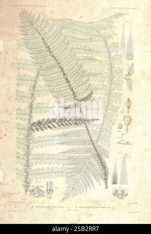Botanique, Paris, Gide et Cie, 1845-1853, die Illustration zeigt eine detaillierte botanische Studie einer Farnart, die verschiedene Stadien und Teile der Pflanze zeigt. Hervorstehend ist der Frond, der durch fein geteilte Flugblätter gekennzeichnet ist, die die komplizierten Muster, die typisch für Farne sind, veranschaulichen. Neben dem Primärbild befinden sich mehrere kleinere Zeichnungen, die Nahaufnahmen der Struktur des Fronds, einschließlich der Verzweigungsmuster und Blattanordnungen, bieten. Zusätzliche Diagramme zeigen die reproduktiven Strukturen, wie Sporangien, die für das Verständnis des Lebenszyklus von Th unerlässlich sind Stockfoto