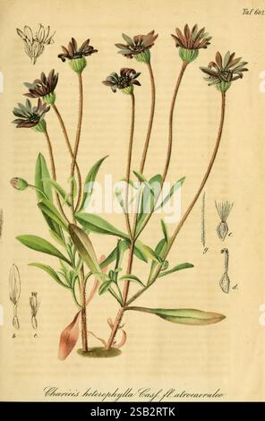 Gartenflora, Erlangen, F. Enke, 1852-1940, Botanik, Gartenbau, Deutschland, Zeitschriften, Pflanzen, Zierpflanzen, Pflanze, die Abbildung zeigt *Chaerophyllum heterophyllum*, eine blühende Pflanze, die sich durch ihre schlanken Stiele und markanten Blätter auszeichnet. Die Pflanze zeigt mehrere zarte Blüten an der Spitze jedes Stängels. Zur Hauptdarstellung gehören detaillierte Zeichnungen der Struktur der Blume, einschließlich des Kelchs und der Samenkapsel, die einen umfassenden Blick auf ihre botanischen Merkmale bieten. Die Zusammensetzung fängt die Eleganz der Pflanze mit ihren unterschiedlichen Blattformen und der Anordnung der Strömung ein Stockfoto