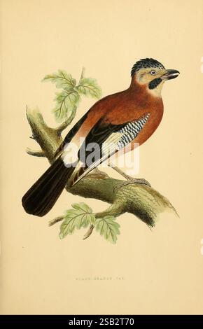 Eine Geschichte der Vögel Europas, nicht beobachtet auf den Britischen Inseln, London, G. Bell & Sons, 1875-1876. Geschichte, Vögel, Europa, Ornithologie, Bildwerke, Garrulus lanceolatus, schwarzköpfiger jay, das Bild zeigt eine detaillierte Abbildung eines Vogels, insbesondere eines Jay, der auf einem Ast inmitten von üppig grünen Blättern thront. Der Vogel zeigt ein markantes Gefieder mit rötlich-braunen Tönen auf seinem Körper, das durch ein kontrastierendes blaues Muster auf seinen Flügeln betont wird. Seine markanten schwarz-weißen Markierungen um Gesicht und Wappen tragen zu seinem einzigartigen Aussehen bei. Der Zweig, auf dem er sitzt, ist strukturiert und knorrig, indi Stockfoto