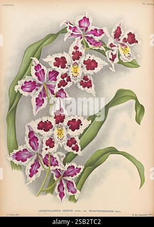 Lindenia, Gand [Belgien], Impr. F. Meyer-van Loo, 1885-1906, Klassifizierung, Reiseführer, Identifizierung, Nomenklatur, populäre Nomenklatur, Orchidaceae, Orchideen, Bildwerke, Terminologie, Eine wunderschön illustrierte botanische Studie über die Sorte Odontoglossum crispum Moorkeberkense. Die Komposition besteht aus aufwändig detaillierten Orchideenblüten, die sich durch ihre leuchtenden violetten und weißen Blüten auszeichnen und mit auffälligen kastanienbraunen Markierungen verziert sind. Die Blüten umgeben elegant gestreckte grüne Blätter, die einen harmonischen Kontrast schaffen. Die zarte Schattierung und die präzisen Linien heben t hervor Stockfoto