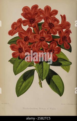 Der Florist und Pomologe, und Vorstadtgärtner, London, 1880, Flower Gardening, Obstkultur, Gartenarbeit, Großbritannien, Zeitschriften. Ein üppiger Blumenstrauß aus leuchtenden roten Rhododendronblüten, bekannt als „Prince of Wales“. Die Blüten zeigen zarte Blütenblätter, die in einer faszinierenden Formation angeordnet sind, umgeben von tiefgrünen Blättern, die ihren lebhaften Farbton unterstreichen. Jede Blume hat eine markante zentrale Struktur, die einen schönen Kontrast zum umgebenden Laub bildet. Diese botanische Illustration hebt die komplizierten Details sowohl der Blumen als auch der Blätter hervor und unterstreicht die Eleganz dieses bemerkenswerten Stockfoto