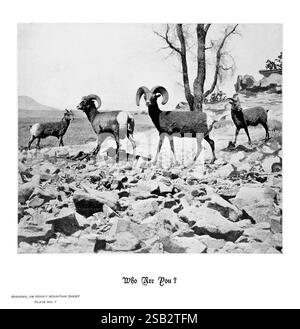 Hufe, Klauen und Geweihe der Rocky Mountains, vor der Kamera. Denver, Co. F.S. Thayer, 1894. Tiere, Bildwerke., Eine Gruppe von Rocky Mountain-Schafen wird dargestellt, die eine felsige Landschaft durchqueren. Die Szene zeigt die natürliche Umgebung, mit mehreren Schafen mit markanten geschwungenen Hörnern, die zwischen Felsblöcken und karger Vegetation spazieren. Die Schafe zeigen verschiedene Posen, wobei eine die Gruppe anführt und andere dicht hinterher folgen. Einige Bäume sind im Hintergrund zu sehen, was zu der zerklüfteten Wildnis des Geländes beiträgt. Unter dem Bild steht die Beschriftung „Wer sind Sie?“ Begleitung Stockfoto