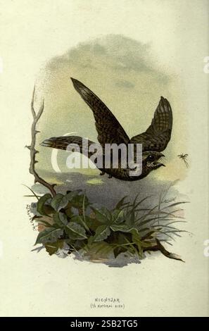 Bekannte Wildvögel, London, New York, Cassell, 1883, Vögel, Wörterbücher, Bildwerke, Caprimulgus europaeus, eurasische Nachtschnecke, ein Nachtglas im Flug, das sein filigranes Gefieder und seine auffälligen Merkmale zeigt. Die Flügel des Vogels sind ausgestreckt, während er anmutig durch seinen natürlichen Lebensraum manövriert, der mit üppigem Grün und weichem Laub dargestellt wird. Im Hintergrund verstärkt ein subtiler Halbmond die ruhige Atmosphäre, während ein Insektenbrummen in der Nähe des Nachtschneckens, das möglicherweise als nächste Mahlzeit dient. Die Gesamtszene fängt das Wesen der Dämmerung ein und betont die nächtliche nat des Vogels Stockfoto