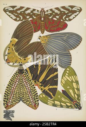 Papillons, Paris, Tolmer [ca. 1925], Schmetterlinge, Insekten, Arthropoden, schmetterlinge, Bildwerke, Dekoration und Ornamente, Tierformen, Hypsa dominia, Arachnis dilecta, Hypsa borbonica, Ceraces tipatana, Callimorpha hera, Kallimorpha equitalis, Arthropod, diese Illustration zeigt eine Vielzahl von wunderschön detaillierten Schmetterlingen, die jeweils einzigartige Muster und Farben zeigen. Hervorzuheben in der Komposition sind zwei große Arten mit auffälligen Flügelmustern: Eine mit einem reichen rötlich-braunen Hintergrund, der mit komplizierten weißen und gelben Markierungen verziert ist, und eine andere mit Blautönen und Stockfoto
