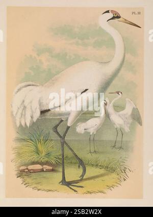 The Birds of North America New York, 1903 Birds North America Pictorial Works Grus americana Keucherkran, Ein wunderschön illustrierter Hochkran steht im Vordergrund und zeigt seine elegante Haltung und markante Merkmale. Die langen Beine und der schlanke Hals führen zu einem zierlichen Kopf, der mit einer charakteristischen roten Krone verziert ist. Im Hintergrund sind zwei kleinere Kraniche in ruhiger Haltung zu sehen, die ihre weichen Federn und ihr sanftes Auftreten hervorheben. Die Komposition wird durch eine üppige, grüne Landschaft mit Gras und glatten Steinen ergänzt, die vor einem sanft gefärbten Himmel liegt Stockfoto