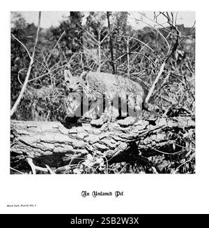 Hufe, Klauen und Geweihe der Rocky Mountains, vor der Kamera. Denver, Co. F.S. Thayer, 1894. Tiere, Bildwerke, Ein Rotkäppchen wird mitten im Schritt auf einem gefallenen Baumstamm gefangen und zeigt seine bewegliche Anmut und sein wildes Verhalten. Umgeben von der kargen Vegetation lässt sich ein natürlicher Lebensraum erkennen, während die charakteristischen Merkmale des Rotkäppchens, wie die getufteten Ohren und das gefleckte Fell, vor dem Hintergrund hervorgehoben werden. Die Gesamtkomposition betont die Schönheit dieser ungezähmten Kreatur in ihrem Element und verkörpert das Wesen der Wildnis. Die Unterschrift unten lautet "ein ungezähmtes Haustier", was auf eine Verbindung hindeutet Stockfoto