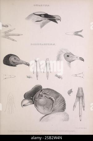 Die Gattungen der Vögel, 1849 Vögel, Verhaltensklassifizierung, Bildwerke, ornithologische Illustration, die Illustration zeigt verschiedene Vogelarten, wobei der Schwerpunkt auf ihren charakteristischen Gesichtszügen und Fußstrukturen liegt. Oben befinden sich zwei detaillierte Darstellungen von Vogelköpfen, die wahrscheinlich verschiedene Raubvögel darstellen, die durch ihre scharfen Schnabel und scharfen Augen gekennzeichnet sind. Die Abbildung unten zeigt die komplizierten Designs von Vogelfüßen und zeigt die Variationen der Talonformen und -Größen zwischen verschiedenen Vögeln und betont ihre Anpassungen für die Jagd und das Stehen. Jedes Element Stockfoto