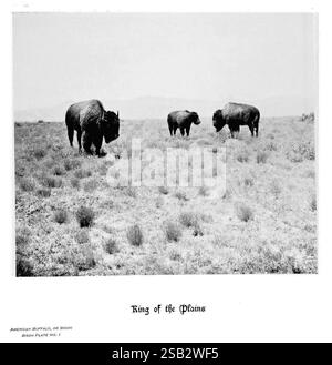Hufe, Klauen, Geweihe, Rocky Mountains, Kamera, Denver, Co, F.S. Thayer, 1894, Animals, malerische Werke, Ein Trio amerikanischer Bisons, oft als „König der Ebenen“ bezeichnet, weiden friedlich in einer weiten, offenen Landschaft, die von karger Vegetation und sanften Hügeln geprägt ist. Die majestätischen Tiere zeigen ihre legendären, robusten Formen und unverwechselbaren zotteligen Mäntel, während sie sich durch das grasbewachsene Gelände bewegen, ein Zeugnis für das wilde Erbe der nordamerikanischen Prärie. Die ruhige Szene erweckt ein Gefühl natürlicher Ruhe und unterstreicht die Widerstandsfähigkeit und Pracht dieser mächtigen Kreaturen im Stockfoto
