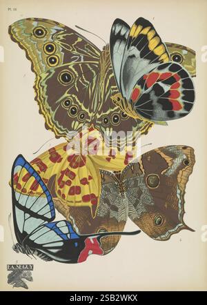 Papillons, Paris, Tolmer [ca. 1925], Schmetterlinge, Insekten, Arthropoden, schmetterlinge, Bildwerke, Dekoration und Ornamente, Tierformen, Delias harpalyce, Opoptera aorsa, anteros bracteata, Morpho deidamia, Zeonia amazon, Arthropod, diese eindrucksvolle Illustration zeigt eine Reihe wunderschön detaillierter Schmetterlinge, die ihre lebendigen und komplizierten Flügelmuster zeigen. In der Komposition ist der obere Schmetterling mit großen, augenähnlichen Flecken verziert, die ein Gefühl von Tiefe und Reiz schaffen, während ein anderer eine reiche Palette an Gelb- und Rottönen mit zarten Flecken bietet. Ein dritter Schmetterling Pres Stockfoto