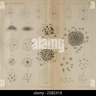 Zeitschrift für wissenschaftliche Zoologie, Leipzig, Wilhelm Engelmann, 1849-, Anatomie, Vergleichende, Bibliographie, Zeitschriften, Zoologie, Museum für Vergleichende Zoologie, das Bild zeigt eine Sammlung detaillierter Illustrationen, die verschiedene mikroskopische Organismen und Zellstrukturen darstellen. Jede Abbildung ist nummeriert und zeigt verschiedene Formen und Muster, einschließlich kugelförmiger, ovaler und unregelmäßiger Formen. Die Organismen zeichnen sich durch ihre unterschiedlichen inneren Strukturen wie Kerne, Granulate und Zellwände aus, die Einblicke in ihre biologische Komplexität geben. Die Anordnung ist syst Stockfoto