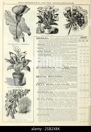 Herbst, Zwiebeln, Katalog, New York, Peter Henderson & Co, 1900, Blumen, Gartenarbeit, Samen, calla Lily, Kataloge, Ausrüstung und Zubehör, Glühbirnen, Pflanzen, Handelskataloge, Peter Henderson Co., Garden Stories, in Bloom, die Seite enthält verschiedene botanische Illustrationen und Beschreibungen blühender Pflanzen, die von Peter Henderson & Co. angeboten werden. Die Illustrationen zeigen eine Calla-Lilie, die in einem Topf dargestellt ist und ihre eleganten weißen Blüten zeigt. Es gibt auch eine Darstellung von Brodiaea, die seine einzigartige Blütenstruktur neben einer Pflanze mit der Bezeichnung „New Yellow Calla“, bekannt als „Elliottiana“, hervorhebt. Weiter unten, Stockfoto