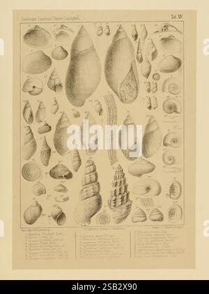 Die, Land- und süsswasser, Conchylien, der Vorwelt, Wiesbaden, C.W. Kreidel, 1875, Paläontologie, Mollusken, Fossil, diese Abbildung zeigt eine Sammlung verschiedener Land- und Meeresschalen, die sorgfältig organisiert und beschriftet sind. Die Schalen weisen eine Reihe von Formen und Größen auf und zeigen komplizierte Muster und Texturen. Jede Probe ist nummeriert und beschrieben, wobei ihre einzigartigen Eigenschaften hervorgehoben werden. Die detaillierten Darstellungen dienen sowohl wissenschaftlichen als auch erzieherischen Zwecken, sodass die Zuschauer die Vielfalt und Schönheit dieser Weichtiere schätzen können. Zusätzlich die Anordnung des Stockfoto