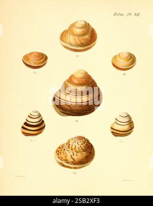 Conchologia, iconica oder Illustrationen der Muscheln, of, Molluscous, Animals, London, Reeve, Brüder, 1843-1878, Weichtiere, Bildwerke, Muscheln, eine Sammlung wunderschön illustrierter Muscheln, die jeweils einzigartige Muster und Formen zeigen. Das Arrangement zeigt verschiedene Arten, von denen einige markante Streifenmuster und andere mit komplizierten, wirbelnden Motiven zeigen. Jede Schale ist zur Identifizierung nummeriert und hebt ihre verschiedenen Formen und Farben hervor, die von glatt und poliert bis zu strukturiert und gerippt reichen. Diese pädagogische Illustration unterstreicht die Schönheit von Marine Li Stockfoto