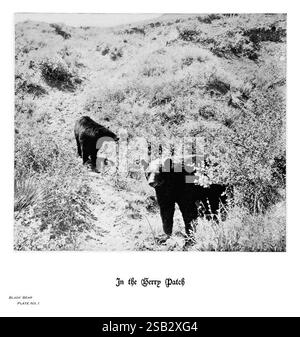 Hufe, Klauen und Geweihe der Rocky Mountains, vor der Kamera. Denver, Co. F.S. Thayer, 1894. Tiere, Bildwerke. Zwei Bären werden in einer natürlichen Umgebung gesehen, umgeben von dichtem Laub und Unterholz. Ein Bär ist näher am Betrachter positioniert und blickt direkt nach vorne, während der andere Bär die Umgebung in kurzer Entfernung zu erkunden scheint. Die Szene fängt die Bären in einem Moment der ruhigen Beobachtung ein und betont ihren natürlichen Lebensraum und die Wildnis um sie herum. Unter den Bären befindet sich eine Beschriftung mit der Aufschrift „in the Berry Patch“, mit zusätzlichen Details, die darauf hinweisen Stockfoto
