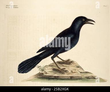 Die Naturgeschichte von Carolina, Florida und den Bahama-Inseln: London, gedruckt für C. Marsh 1754, bahamas, Naturgeschichte, prälinneanische Werke, südstaaten, Mark Catesby, Georgia, Florida, South Carolina, North Carolina, Ornithologie, Vögel, Quiscalus quiscula, Gemeiner Grackle, Catesby, eine detaillierte Abbildung eines auffälligen Vogels, bekannt als der Purple Grackle, steht auf einer natürlich aussehenden Basis. Der Vogel hat ein meist dunkles Gefieder mit schillernden Farbtönen, die das Licht einfangen und seine lebendigen Farben hervorheben. Seine langen, eleganten Schwanzfedern falten sich dahinter, während scharfe, schlanke Beine Stockfoto