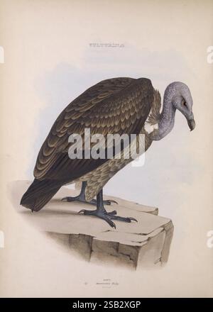 Die Gattungen der Vögel, 1849, Vögel, Verhaltensklassifizierung, Bildwerke, die ornithologische Illustration, Ein wunderschön illustrierter Geier, der sein beeindruckendes Gefieder mit einer Mischung aus dunklem Braun und reichhaltigen Texturen zeigt. Der Vogel steht anmutig auf einem Felsvorsprung, mit leicht gedrehtem Kopf, der seinen unverwechselbaren Schnabel und seine auffälligen Gesichtszüge unterstreicht. Die komplizierten Details der Federn werden präzise dargestellt, was die majestätische Natur dieses Schnitzelers unterstreicht. Der Titel „Vulturidae“ ist oben elegant angebracht und deutet auf die wissenschaftliche Kategorisierung dieser Art mit an Stockfoto