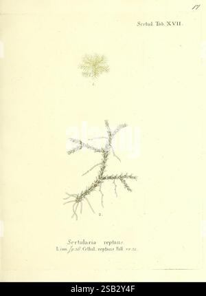 Die, Pflanzenthiere, in, Abbildungen, nach, der, Natur, Nürnberg, in, der, Raspischen, Buchhandlung, 1791-1830, Cnidaria, Ctenophora, die Abbildung zeigt zwei unterschiedliche botanische Darstellungen mit der Bezeichnung „Sertularia reptans“. Das obere Bild zeigt eine zarte, verzweigte Struktur mit schlanken Filamenten, die aufwändig angeordnet sind, um einem Miniaturbaum oder einer Korallenformation zu ähneln. Darunter zeigt eine komplexere Darstellung ein Netz von feinen Ästen, die sich nach außen erstrecken und ein kompliziertes Muster erzeugen. Beide Abbildungen werden von einem Verweis auf ihre Klassifizierung begleitet, wobei sie hervorgehoben werden Stockfoto