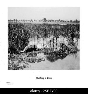 Hufe, Klauen, Geweihe, Rocky Mountains, Kamera, Denver, Co, F.S. Thayer, 1894, Animals, bildhafte Arbeiten, zwei Biber beschäftigen sich mit dem Bau ihrer Hütte, indem sie gekonnt Äste und Laub auf einer flachen, erhöhten Plattform aus Zweigen und Schlamm platzieren. Um sie herum liegt ein üppiges Feuchtgebiet, das von hohen Gräsern und Schilf geprägt ist, die sanft im Wasser schweben. Die ruhige Atmosphäre unterstreicht die fleißige Natur der Biber, während sie gemeinsam einen sicheren Lebensraum schaffen. Die Szene fängt einen Moment in der Natur ein und zeigt, wie wichtig Teamarbeit und Umweltanpassung im sind Stockfoto