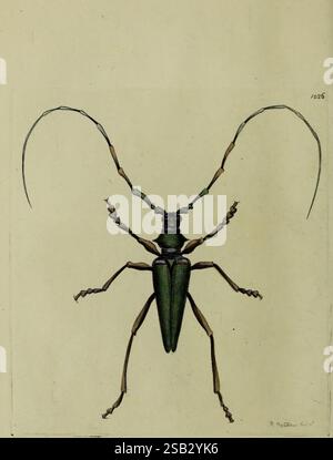 Die Verschiedenheit des Naturforschers oder farbige Figuren von Naturobjekten, London, gedruckt für Nodder & Co, 1789-1813, Tiere, Bildwerke, Zoologie, eine detaillierte Abbildung eines Langhornkäfers mit seinem langen Körper und seinen charakteristischen langen Antennen, die weit über seinen Kopf hinausragen. Der Käfer zeigt eine lebhafte grüne Färbung, die die komplizierten Details seines Exoskeletts hervorhebt. Die Beine sind schlank und klar definiert und so positioniert, dass sie in verschiedenen Umgebungen manövrieren können. Die Gesamtkomposition betont die symmetrischen Merkmale des Insekts und macht es zu einem Captivatin Stockfoto