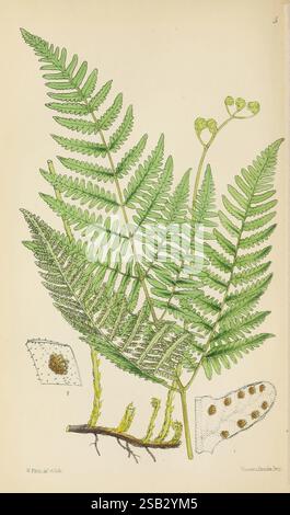 Die britischen Farne oder farbige Figuren und Beschreibungen mit den notwendigen Analysen der Fruktifizierung und Verehrung der Farne von Großbritannien und Irland London, Lovell Reeve, 1861. Großbritannien, Farne, Botanik, Bildwerke, Irland, Pflanze, Verehrung, Fruktifikation, Walter Fitch, starre dreiverzweigte Polypodie, Kalksteinfarn, Polypodium robertianum, Gymnocarpium robertianum, Ruprecht-Farn, duftender Eichenfarn, eine detaillierte Abbildung eines Farns mit seinen üppigen, grünen Wedeln mit komplizierten Blattstrukturen. Die Zusammensetzung enthält eine Nahaufnahme der Fortpflanzungskomponente des Farns Stockfoto