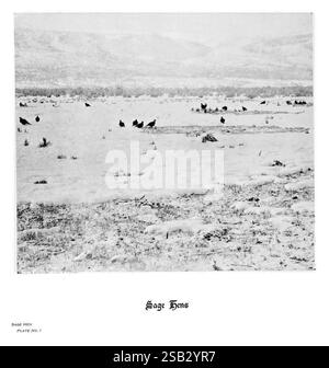 Hufe, Klauen und Geweihe der Rocky Mountains, vor der Kamera. Denver, Co. F.S. Thayer, 1894, Tiere, Bildwerke, eine ruhige Landschaft mit einer Gruppe von Salbeihennen inmitten einer winterlichen Szene. Die Vögel sind verstreut über eine schneebedeckte Fläche, umgeben von karger Vegetation. Im Hintergrund sind sanfte Hügel zu sehen, die leicht mit Schnee bedeckt sind und eine ruhige Atmosphäre schaffen. Diese Komposition unterstreicht den natürlichen Lebensraum der Salbeihennen und betont ihre Anwesenheit in der Wildnis und die Schönheit ihrer Umgebung. Die Szene fängt einen Moment der Stille ein und lädt zum Nachdenken über die Harmonie von W ein Stockfoto