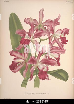 Lindenia, Brüssel, L. Linden, 1891-[1897?], Orchidaceae, Zeitschriften, Bildwerke, eine komplizierte Illustration der Orchidee Laeliocattleya x Schurziana mit ihren atemberaubenden Blütenblättern in verschiedenen Rosa- und Weißtönen. Die Komposition unterstreicht die zarte Struktur der Blüten mit einer reichhaltigen Textur, die ihre lebendige Farbe unterstreicht. Die Blüten umgeben von üppigen, grünen Blättern, die einen schönen Kontrast zu den sanften Tönen der Blütenblätter bilden und eine harmonische Balance im Design schaffen. Das detailreiche Rendering erfasst die komplizierten Markierungen und Formen jeder einzelnen Blüte, Re Stockfoto