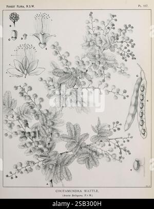 The Forest Flora of New South Wales, Sydney, W. A. Gullick, 1902-1925, Australien, New South Wales, Bäume, Margaret Flockton, Margaret Flockton, Frauen in der Wissenschaft, die Illustration zeigt die Cootamundra Wattle (Acacia baileyana), die ihre Besonderheiten zeigt. In der Mitte zeigt eine detaillierte Darstellung des Blattes die charakteristischen Federblätter, während kleine, flauschige gelbe Blüten auftauchen, die die einzigartige botanische Form der Pflanze demonstrieren. Um dieses zentrale Bild herum befinden sich verschiedene beschriftete Teile, einschließlich der Fortpflanzungsblumen, Schoten und Samen, die Insini liefern Stockfoto