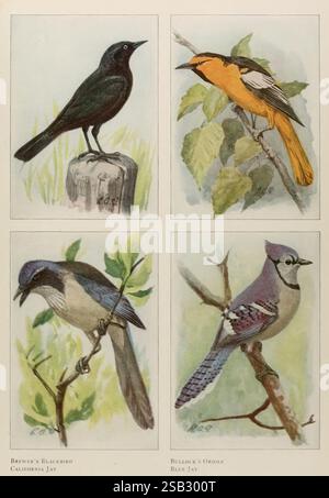 Das Buch der Vögel, Washington, D. C, 1921, Birds, United States, das Bild zeigt vier verschiedene Vogelarten, die jeweils in einem eigenen Quadranten dargestellt werden. 1. In der oberen linken Ecke ist Brewer’s Blackbird auf einem Holzpfosten dargestellt, der sein elegantes schwarzes Gefieder und sein helles, ausdrucksstarkes Auge zeigt. 2. In der oberen rechten Ecke befindet sich ein California Jay, gekennzeichnet durch leuchtende gelbe und schwarze Markierungen, die anmutig wie in der Mitte des Liedes thront. 3. Unten links ist der Blue Jay mit seinen markanten blau-weißen Federn dargestellt, die eine naturalistische Pose halten, die sein markantes Wappen unterstreicht Stockfoto