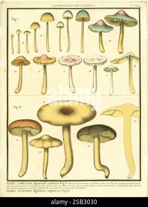 Herbier de la France, Paris, Chez l'auteur, Didot, Debure, Belin, 1780-93, Frankreich, Pilze, Heilpflanzen, Bildwerke, Pflanzen, giftige Pflanzen, Eine detaillierte Illustration, die verschiedene Pilzarten zeigt, systematisch zur Untersuchung angeordnet. Der obere Abschnitt zeigt eine Reihe von langgestreckten Pilzen mit unterschiedlichen Formen, Farben und Kappenstrukturen, die zur Identifizierung akribisch gekennzeichnet sind. Jede Sorte weist einzigartige Eigenschaften auf, einschließlich Änderungen in der Deckelform und der Schaftlänge. Der untere Abschnitt zeigt zusätzliche Pilzformen, die besondere Merkmale wie Kiemen und Breite hervorheben Stockfoto