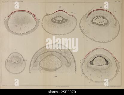 Zeitschrift für wissenschaftliche Zoologie, Leipzig, Wilhelm Engelmann, 1849-, Anatomie, Vergleichende, Bibliographie, Zeitschriften, Zoologie, Museum of Vergleichende Zoologie, diese Illustration zeigt verschiedene Querschnittsansichten biologischer Exemplare, die wahrscheinlich anatomische Strukturen von Organismen zeigen. Jeder Abschnitt ist mit Zahlen und Buchstaben gekennzeichnet, die verschiedene Merkmale und Teile der Proben anzeigen. Die detaillierten Renderings heben die Texturen und Muster innerhalb der Abschnitte hervor, die verschiedene Entwicklungsstadien oder verschiedene Arten darstellen können. Die umgebenden Etiketten enthalten eine sc Stockfoto