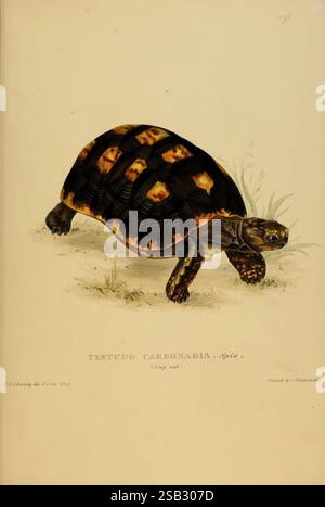 Schildkröten, Terrapins und Schildkröten, London, Paris, und Frankfurt, H. Sotheran, J. Baer & Co, 1872, Turtles, Terrapin, Testudinidae, Bildwerke, Chelonoidis carbonaria, Eine detaillierte Darstellung einer Schildkröte, insbesondere der Testudo carbonaria, auch bekannt als die Rotfußschildkröte. Die Schildkröte ist mit ihrer markanten Schale mit einer Kombination aus dunkelbraunen und gelben Mustern dargestellt. Die Gliedmaßen und der Kopf zeigen lebendige Farbtöne, die die charakteristischen roten Markierungen an den Beinen hervorheben. Die Schildkröte befindet sich auf einem grasbewachsenen Gelände mit einem subtilen Hintergrund, der auf eine natürliche Gewohnheit hinweist Stockfoto