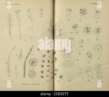 Annals of Botany London Botany Periodicals Plants, die Illustration zeigt eine Reihe von botanischen Zeichnungen aus „Annals of Botany“, die verschiedene Strukturen von Leberpflanzen zeigen. Auf der linken Seite werden Details zu Blattstrukturen und Fortpflanzungsmerkmalen angezeigt, die die komplizierten Designs und Formen der Pflanzen betonen. Die rechte Seite zeigt eine detailliertere Untersuchung mit markierten Diagrammen von zellulären und reproduktiven Elementen, einschließlich Sporen und Gametophytenstrukturen. Jede nummerierte Abbildung wird von klaren Beschriftungen begleitet, die einen Einblick in die Morphologie und den Lebenszyklus bieten Stockfoto