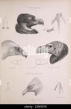 Die Gattungen der Vögel, 1849, Vögel, Verhaltensklassifizierung, Bildwerke, die Komposition zeigt detaillierte Abbildungen verschiedener Geierarten, die ihre unterschiedlichen Kopfprofile und Fußstrukturen zeigen. Oben sind die Köpfe von drei Geiern abgebildet, die wie folgt beschriftet sind: 1. "Gypaetus barbatus" (Berbergeier), 2. "Vultur Aura" (Putengeier) und 3. "Otogyps californicus" (California condor). Unter jedem Kopf zeichnet eine stilisierte Linienzeichnung die Konturen des Schnabels des Geiers. Im unteren Abschnitt wird in zusätzlichen Abbildungen die ana des Fußes hervorgehoben Stockfoto