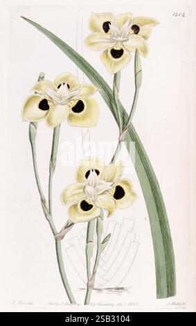 Edwards botanisches Register London James Ridgway 1829-1847 1829 Botanik Kupferstich England Graphic Media Großbritannien handkolorierte Icons Periodika Pictorial Works Plant Introduction Plants ornamental RBGE Arthropod, diese Illustration zeigt ein zartes Arrangement gelber Blumen mit komplizierten Markierungen und satten schwarzen Mittelpunkten. Die Blüten werden von langen grünen Blättern begleitet, die sich anmutig nach oben erstrecken. Die Komposition zeigt die einzigartigen Details jedes Blütenblattes und die Gesamtstruktur der Pflanze und fängt ihre natürliche Schönheit und Eleganz ein. Der Hintergrund hoch Stockfoto