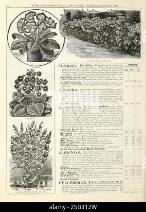 Herbstzwiebelkatalog, New York, Peter Henderson & Co, 1900, Blumen, Gartenarbeit, Samen, gladiolus, Kataloge, Gloxinia, Ausrüstung und Zubehör, Zwiebelpflanzen, Handelskataloge, Peter Henderson Co., Gartengeschichten, in Bloom, die Illustration zeigt ein detailliertes botanisches Layout, das verschiedene Pflanzen zeigt, einschließlich Funkiis, Gesneras, Glads, Gloxinias, und Hellebores. Jede Pflanze wird von Illustrationen begleitet, die ihre einzigartigen Blattformen und Blumenstrukturen hervorheben. Unter den Abbildungen befindet sich ein Abschnitt, in dem die Preise zusammen mit Beschreibungen aufgeführt sind, in dem der Zeitrahmen und die Merkmale des Anbaus angegeben sind Stockfoto