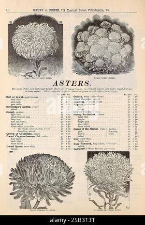 Dreers vierteljährliche Großhandelspreisliste, Philadelphia, Pa, Henry A. Dreer, 1900, Blumen, Gemüse, Samen, Aster, Kataloge, Gärtnereien, Gartenbau, Henry A. Dreer, Zwiebeln, Pflanzen, Gartengeschichten, in Blüte, zeigt diese Illustration eine Vielzahl von Astern, die ihre Besonderheiten und Klassifizierungen hervorheben. Oben sind zwei prominente Arten von Astern abgebildet: Die „Glory Wane Corn Aster“ und die „Zwergkönigin Aster“. Jede Sorte wird von einer kurzen Beschreibung begleitet, in der ihre einzigartigen Merkmale hervorgehoben werden. Darunter finden Sie in einem detaillierten Diagramm verschiedene Astertypen, darunter „Ball“ oder „Ohr“ Stockfoto